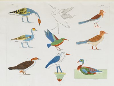 Several species of birds represented in the hunt by Italian School